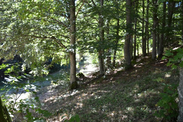 TERRAINS BOIS ET FORETS